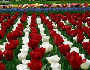 2012鬱金香賞花之旅(科騰,馬格德保線)