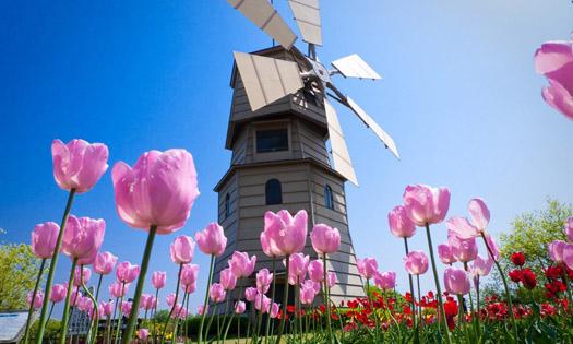 荷蘭賞花-卡爾斯魯厄 凱澤斯勞滕、海德堡3日線