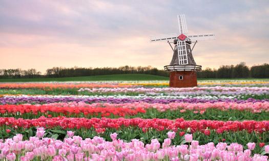 荷蘭賞花-科騰、馬格德堡3日線