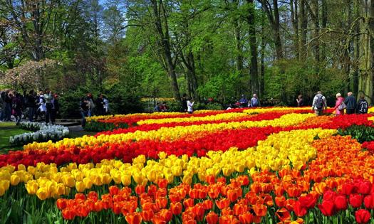 荷蘭賞花-波恩、科隆、杜伊斯堡2日線