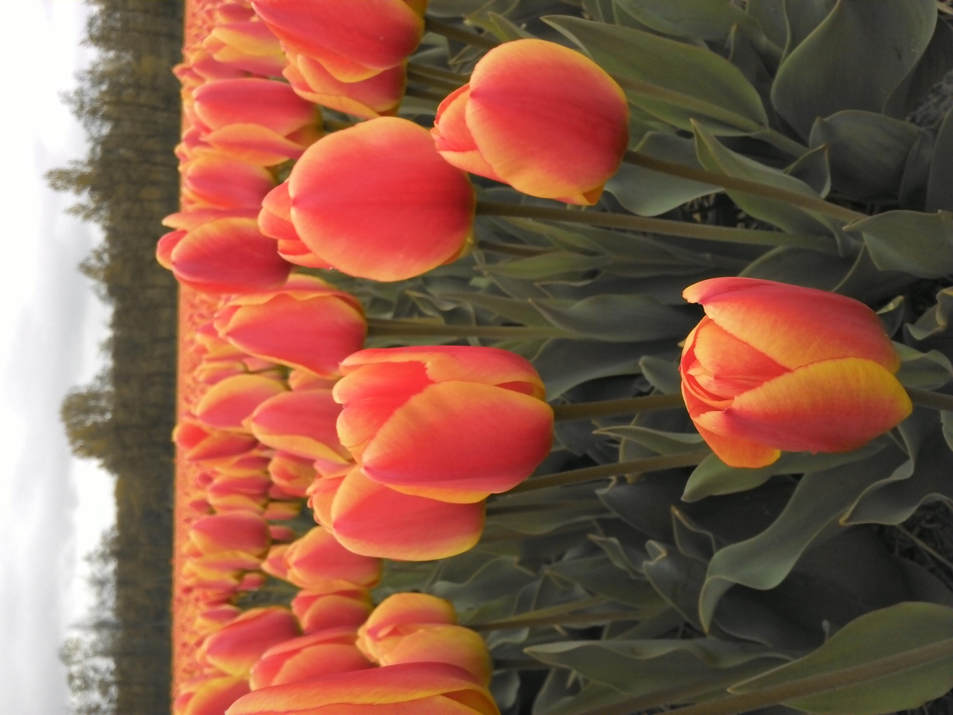 荷蘭賞花-卡爾斯魯厄 凱澤斯勞滕、海德堡3日線