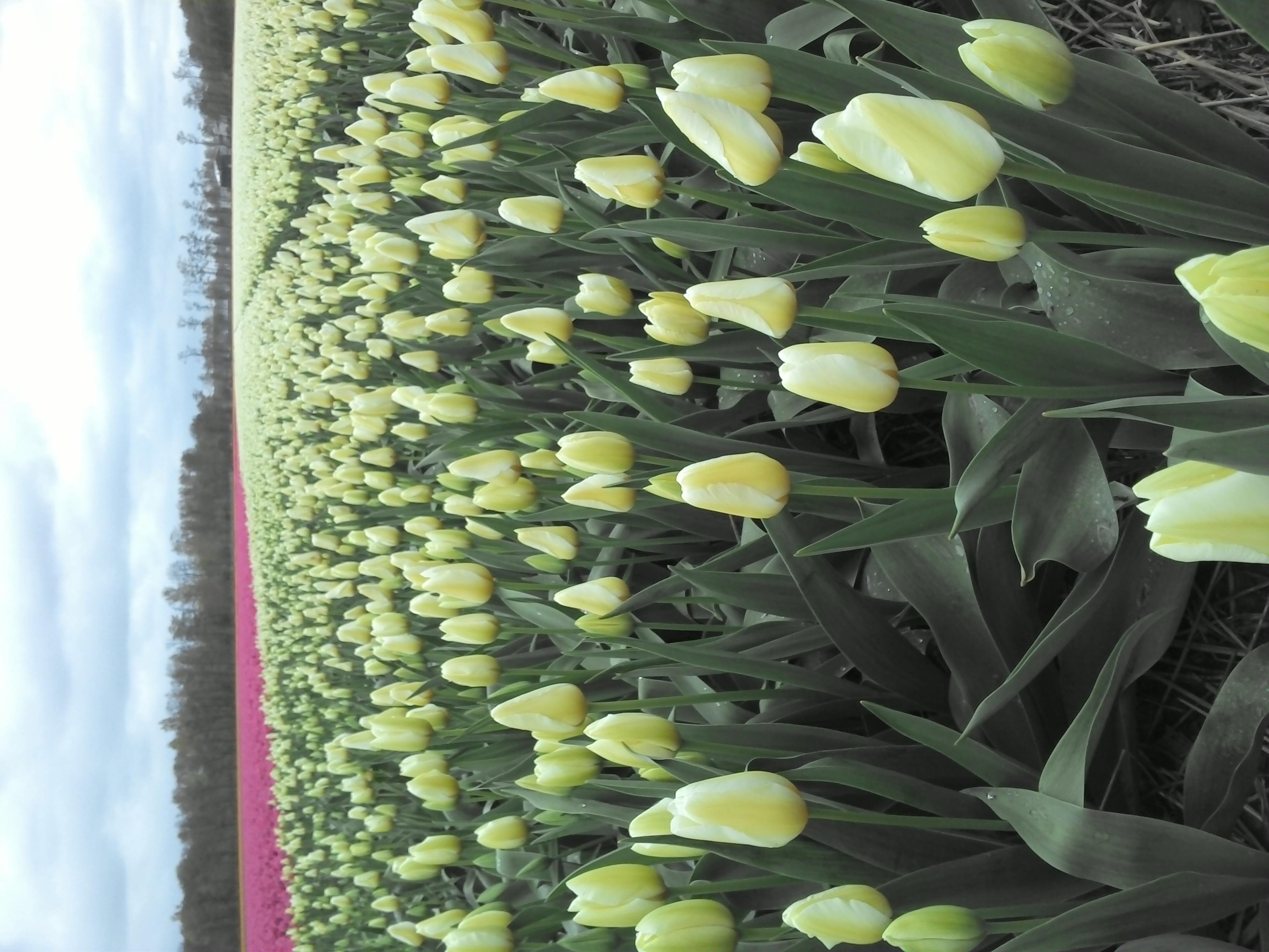 荷蘭賞花-卡爾斯魯厄 凱澤斯勞滕、海德堡3日線