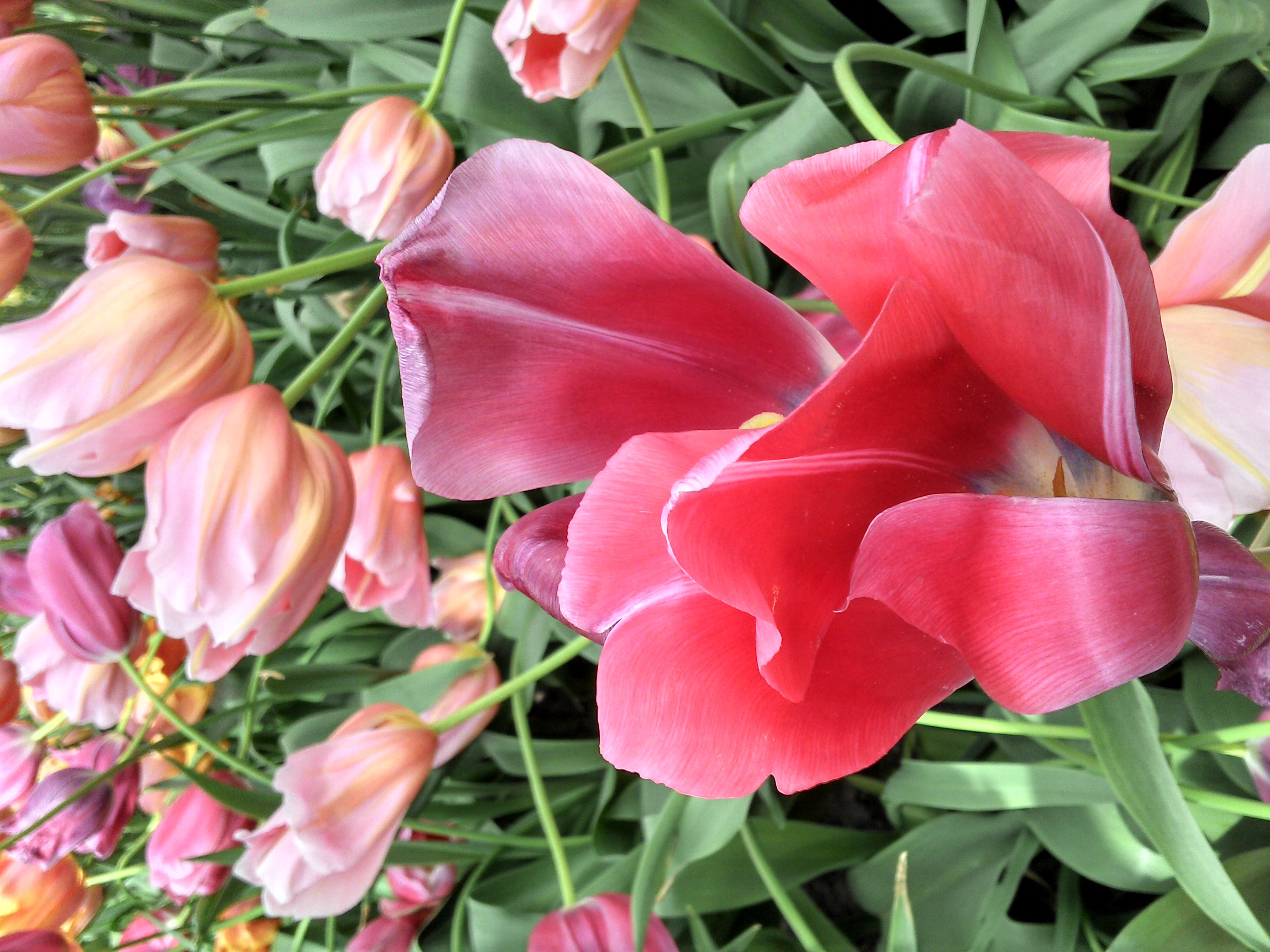 荷蘭賞花-卡爾斯魯厄 凱澤斯勞滕、海德堡3日線