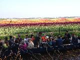 荷蘭賞花之旅-南線