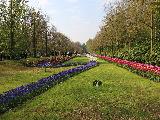 荷蘭賞花之旅-南線