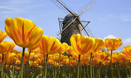 荷蘭賞花-德紹、科騰、馬格德堡、貝恩堡3日線-感受荷蘭春天魅力