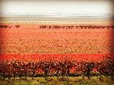 he lan , South Holland, Netherlands