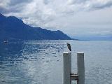 蒙特勒, Vaud, Switzerland