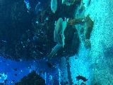 摩納哥 海洋館