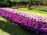 鬱金香公園