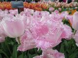Keukenhof花園