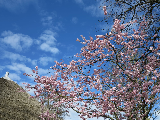 庫肯霍夫公園