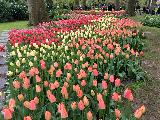 庫肯霍夫花園
