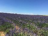 普羅旺斯蔚藍海岸夢幻之旅