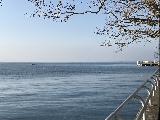 沃韋