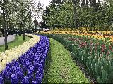 荷蘭庫肯霍夫公園