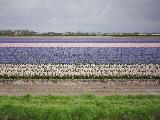 keukenhof
