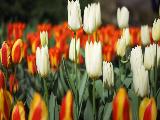 keukenhof