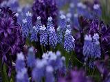 keukenhof