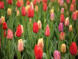 keukenhof
