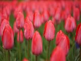 keukenhof