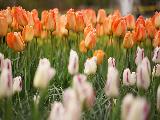 keukenhof