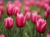 keukenhof