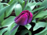 Keukenhof