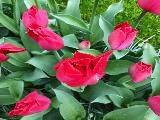 Keukenhof