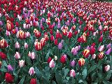 阿姆斯特丹, North Holland, Netherlands