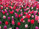 花園賞花