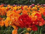 花園賞花