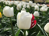 花園賞花