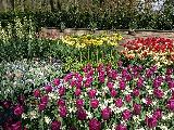 鬱金香花園
