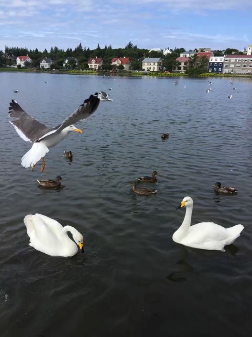 冰與火之歌，冰島六日五晚深度遊