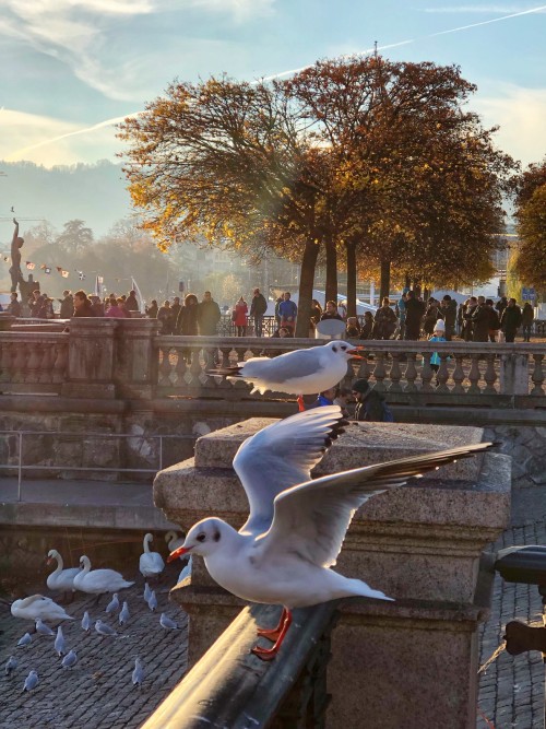 Zürich, Montreux, Interlaken, Luzern, Schaffhausen