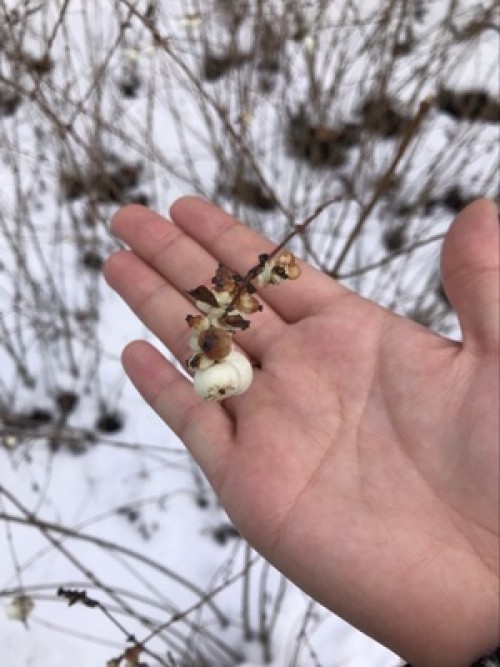 訪新懷舊看東歐-捷斯匈奧德法 六國九日之旅