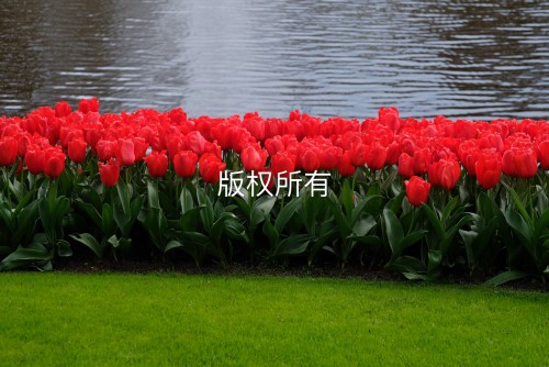 荷蘭