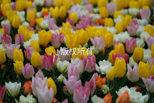 荷蘭