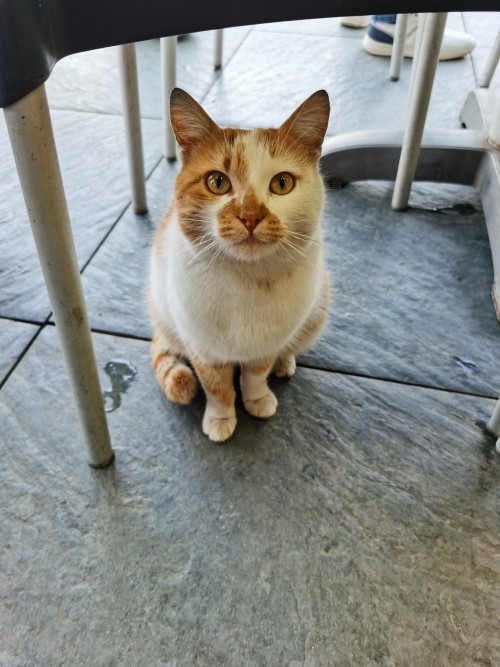 【保加利亞+羅馬尼亞+塞爾維亞 】東巴爾幹半島循環線