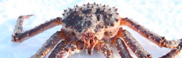 芬蘭挪威帝王蟹捕撈一日遊(薩利色爾卡-伊瓦洛-伊納裏-希爾克內斯往返)