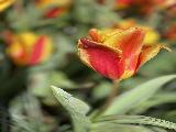 庫肯霍夫鬱金香花園