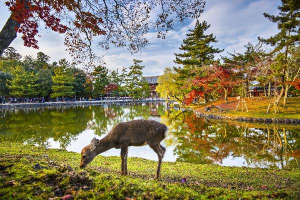 日本京都奈良萌鹿巴士團一日遊(中日雙語導遊|可升級9人小團~大阪往返)