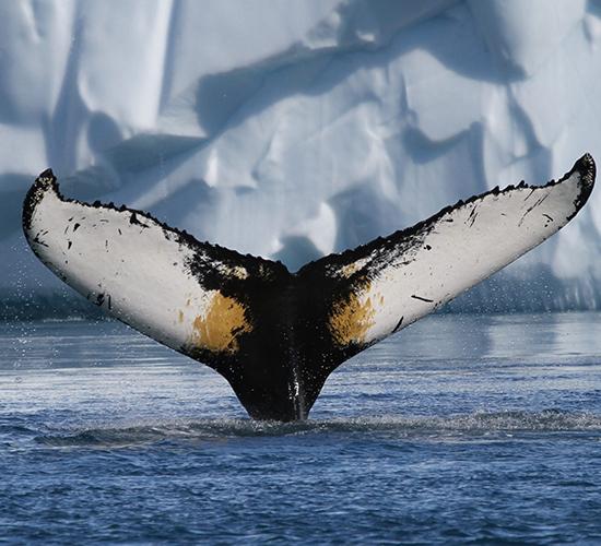 丹麥格陵蘭島夏日觀鯨體驗一日遊（伊盧利薩特出發·提供咖啡和茶·英文團）