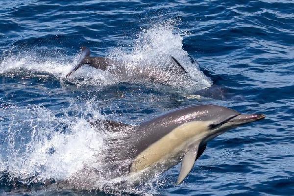 澳大利亞史蒂芬港賞豚滑沙一日遊（悉尼往返）