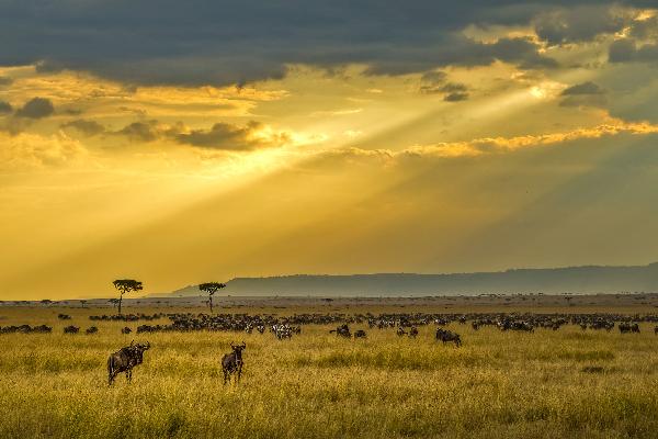 【私家團】肯尼亞+坦桑尼亞8天五星純玩團(英文嚮導)