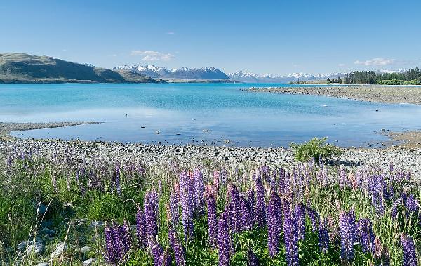【奔馳15人團】紐西蘭南島中東線8天優品小團（基督城往返）
