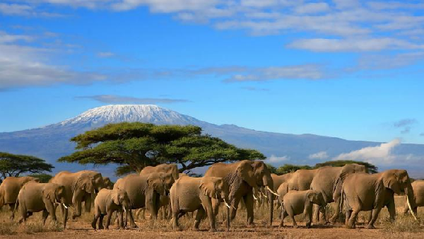 【野性東非】 肯亞6天5晚：安博塞利＋馬賽馬拉（英文團）