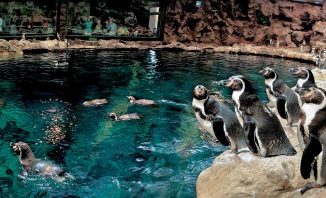 特內里費島Loro水族博物館