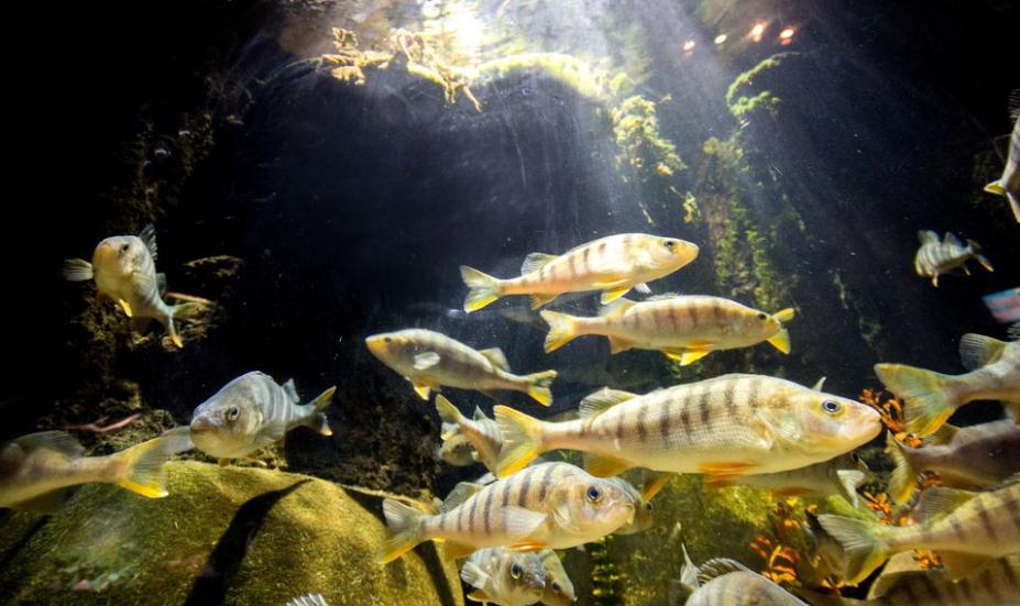 慕尼黑海洋生命水族館門票（免排隊）